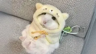 Thumbnail: Funny Hamsters Videos | Funny and Cute Moment of the Animals