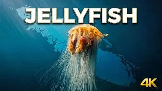 Thumbnail: Hypnotic Jellyfish Drifting & Pulsing | Deep Ocean Relaxation for Sleep & Study