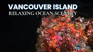 Thumbnail: Ocean Scenes with Relaxing Music, Vancouver Island Cold Water Reefs (Broughton Archipelago, 4K)