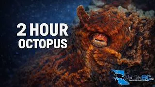 Thumbnail: 2 Hours with Octopus in 4K | Relaxing Underwater Film – British Columbia