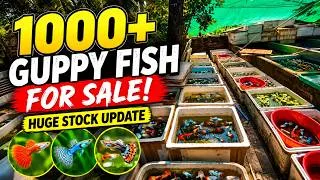 Thumbnail: 1000+ Guppy Fish For Sale! 🐟 Huge Stock Update