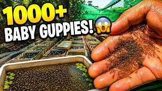 Thumbnail: 1000+ Baby Guppies!  Guppy Farm Update