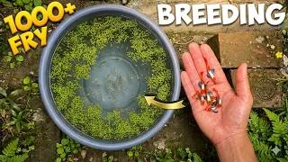 Thumbnail: Guppy Fish Breeding Full Video | Guppy Fish Farm