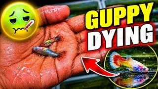 Thumbnail: Meri Guppy Fish Bimar Ho Gayi 😢 | Full Treatment & Care