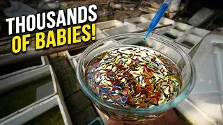 Thumbnail: इतने सारे Guppy Babies | Guppy Fry Update | Fish Farm Update