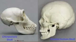 Thumbnail: "AustraloMythecus" Lecture 💀 {2026}
