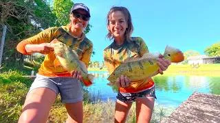 Thumbnail: Peacock Bass in my own backyard!