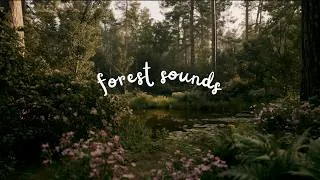 Thumbnail: Need to Unwind? Relax in this Peaceful Forest Ambience 🌳