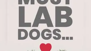 Thumbnail: cute senior dog - labrador buddy that will brighten your day