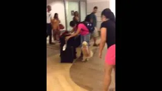 Thumbnail: Excited dog at the airport