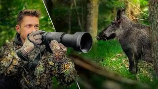 Thumbnail: Stalking Wild Boar In The Forest | POV