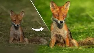 Thumbnail: This is How I Make Wildlife Photos POP in Lightroom