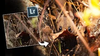 Thumbnail: My 2 Best Editing Tricks To Make Wildlife Photos Cinematic