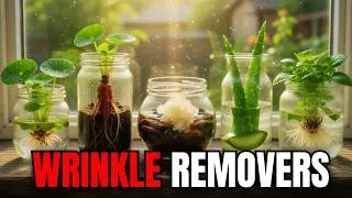 Thumbnail: These Weeds Erase Wrinkles. Grow On A Windowsill. Why Dermatologists Hid Them. [FULL DOCUMENTARY]