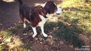 Thumbnail: Dogs playing in slow motion