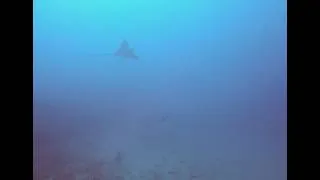 Thumbnail: Radama islands, Nosy Be - Diving Madagascar - July 2026 - Part 2