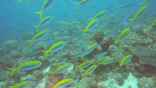 Thumbnail: Diving Nosy Be, Madagascar - Shark Point