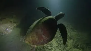 Thumbnail: Diving by night Nosy Be, Madagascar
