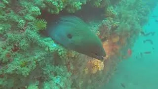 Thumbnail: Diving Nosy Be, Madagascar - Zaida & Mitsio Wrecks