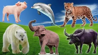 Thumbnail: Collection of cute animal sounds: Cow, Elephant, Cat, Sheep, Bear, Pig, Owl - Cute Animal Moments