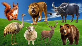 Thumbnail: Beautiful Animal Moments: Elephant, Cow, Tiger, Goat, Sheep, Buffalo, Bear - Animal Sounds