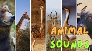 Thumbnail: Collection of Animal Sounds: Goat, Cow, Pig, Buffalo, Cat, Giraffe, Sheep - Animal Sounds