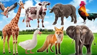 Thumbnail: Lovely Animal Moments: Elephant, Cow, Fox, Rooster, Dog, Cat, Sheep - Animal Sounds