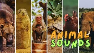 Thumbnail: Wild Animal Sounds: Elephant, Buffalo, Cow, Bear, Monkey, Duck, Deer - Animal Videos