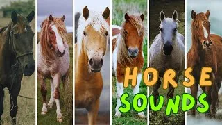 Thumbnail: HORSE SOUNDS (Neighing, Whinying, Snorting, Galloping and more...)