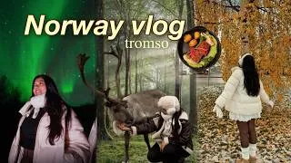 Thumbnail: Magical nights in Norway 🍂🌙( meeting reindeers, northern lights & more )