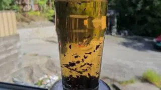 Thumbnail: Black Tea Brewing – 10 Minutes (Real Time)