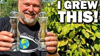 Thumbnail: How to Grow and Make Your Own Black & Green Pepper