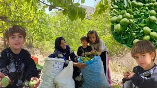 Thumbnail: 🌰 😱Dangerous Walnut Harvest in the Zagros Mountains | Selin’s Nomadic Life.