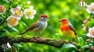 Thumbnail: 🐦 Beautiful Birdsong & Gentle Piano 🎹 A Peaceful Nature Escape for Deep Relaxation, Sleep