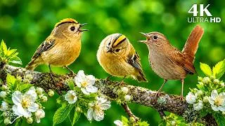 Thumbnail: 🐦 Soothing Birdsong in a Quiet Forest 🍃 Soft Piano Music for a Peaceful Mind and Calm