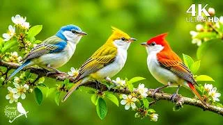 Thumbnail: 🌿 Peaceful Forest Bird Sounds 🐦 with Gentle Piano | Escape the Stress of Everyday Life