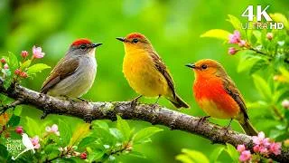 Thumbnail: 🌸 Spring Birdsong & Gentle Piano 🎹 Peaceful Healing Music for Deep Relaxation, Calm Mind