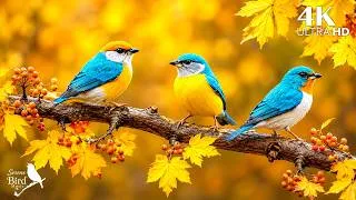 Thumbnail: 🐦 Pure Wild Birdsong in Nature 🌳 A Calm Forest Retreat for Focus, Relaxation & Better Sleep