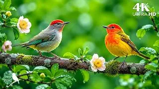 Thumbnail: 🐦 Beautiful Wild Birdsong in Nature | Peaceful Forest Sounds for Sleep, Focus & Relaxation