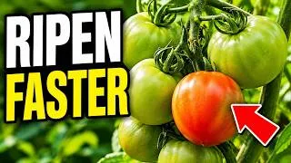 Thumbnail: This is Why Your Tomatoes AREN'T Turning Red [FIX THIS!]