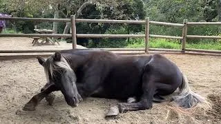 Thumbnail: Horse Nap