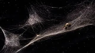 Thumbnail: Peter Gabriel - Put the Bucket Down (SUB ENG/ITA)