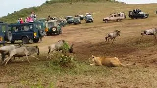 Thumbnail: Maasai Mara Kenya Wildbeest crossing