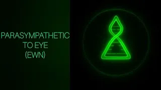 Thumbnail: Edinger-Westphal Nucleus → Eye (Parasympathetic Pathway Explained)