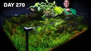Thumbnail: Left Alone for 6 Months, 360° No-Filter Guppy Pond Tank