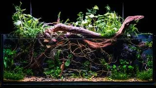 Thumbnail: Underwater Cave Overrun by Roots Nano Fish Tank
