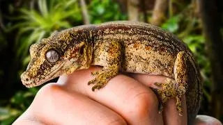 Thumbnail: Creating a Mansion for an Adopted Gargoyle Gecko (Giant Bioactive Build)