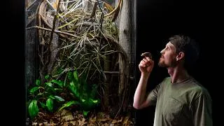 Thumbnail: Crested Gecko Mansion Vivarium (Nature-Inspired Bioactive Build)