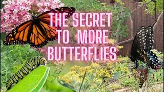 Thumbnail: Native Host Plants for Butterflies & Pollinators in Texas | Zone 8b | Beginner's Garden Guide
