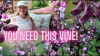 Thumbnail: Hyacinth Bean Vine | How to Grow, Care for and Plant Hyacinth Bean Vine Seeds | Zone 8b